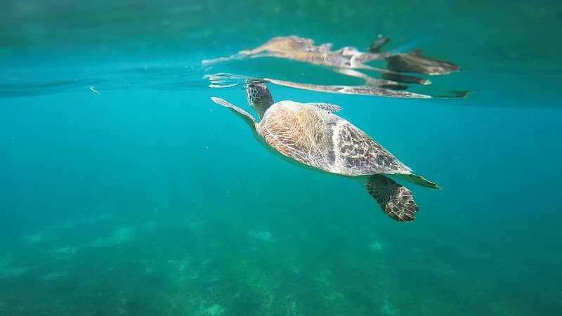 Bernie's Snorkeling Antigua W.I