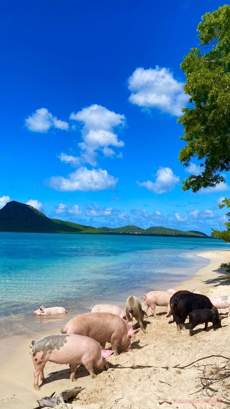 Pig’s Paradise Antigua